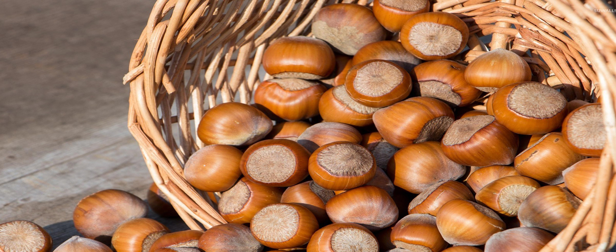 Your Partner for the premium Hazelnuts
